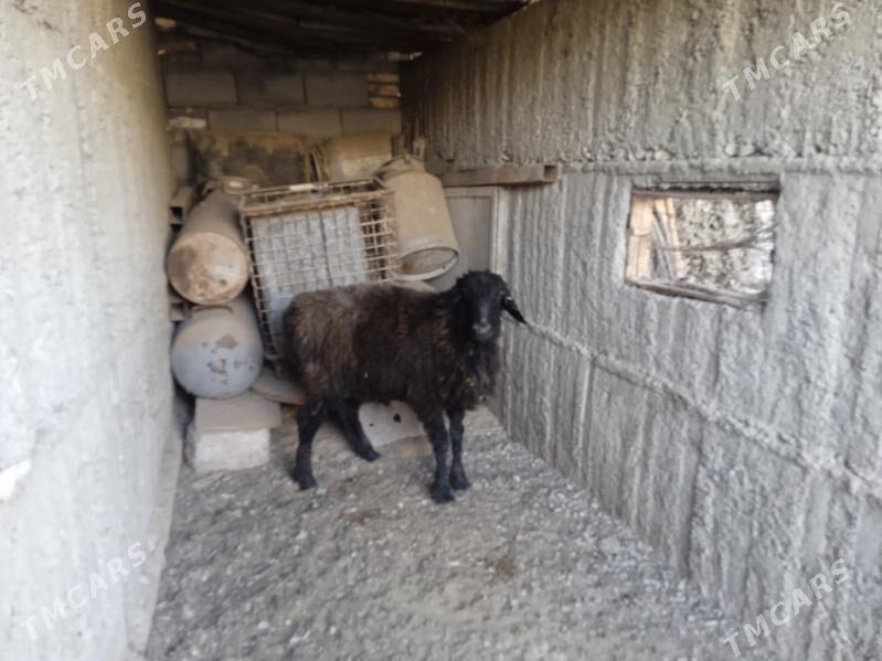 owgan goyun - Gypjak - img 3