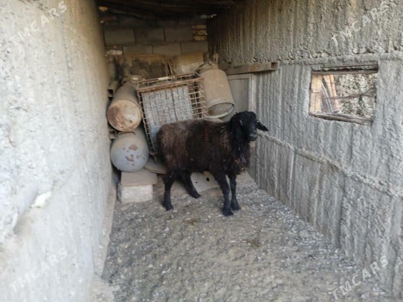 owgan goyun - Gypjak - img 4