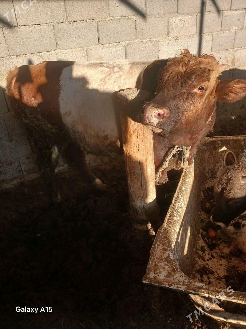 okuz - Ýaşlyk - img 2