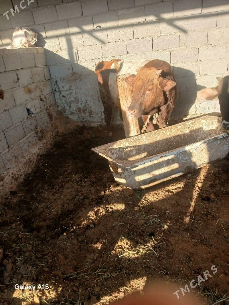 okuz - Ýaşlyk - img 3