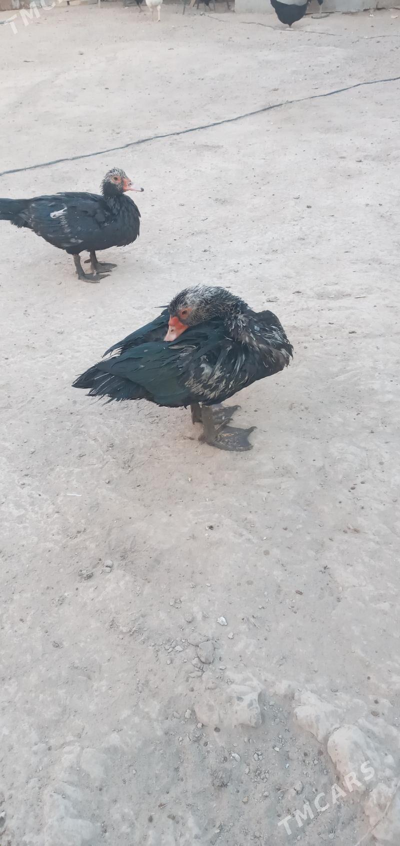 Мускус ордеклер - Türkmenabat - img 2