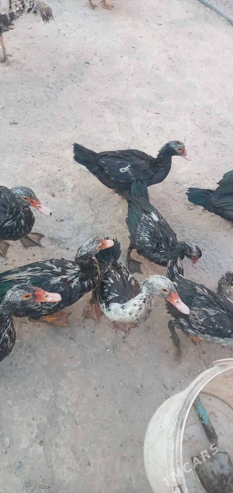 Мускус ордеклер - Türkmenabat - img 1