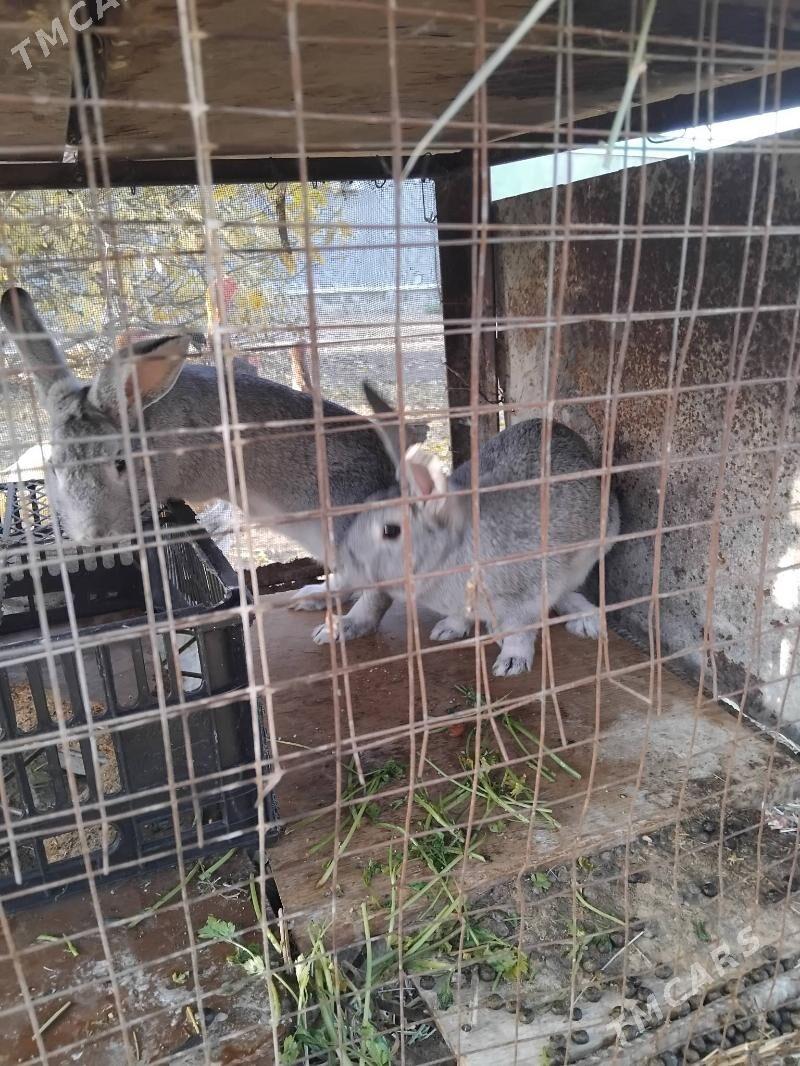 Towson - Кипджак - img 2