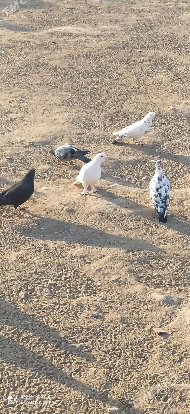 kepderi - Sakarçäge - img 2