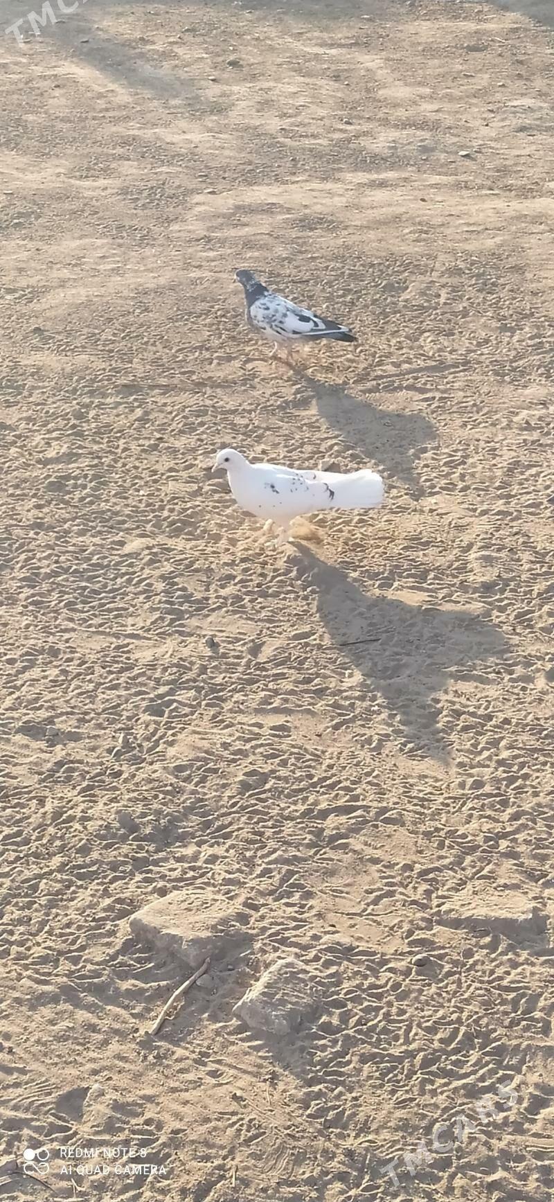 kepderi - Sakarçäge - img 1