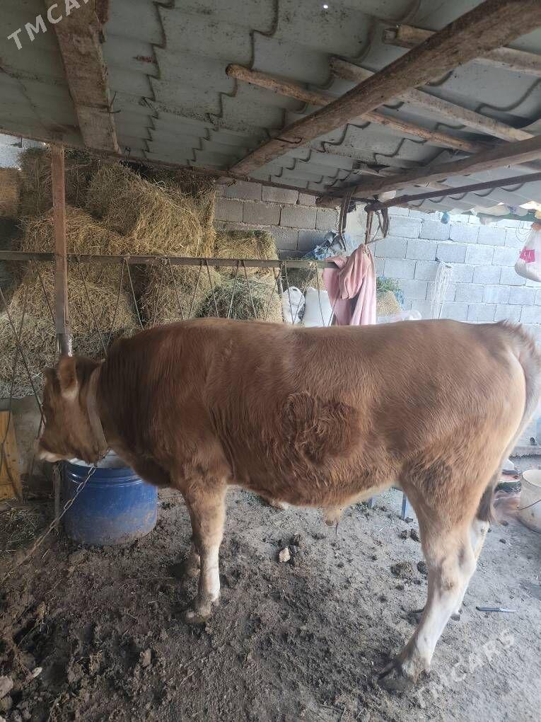 Ökuz - Бузмеин - img 2