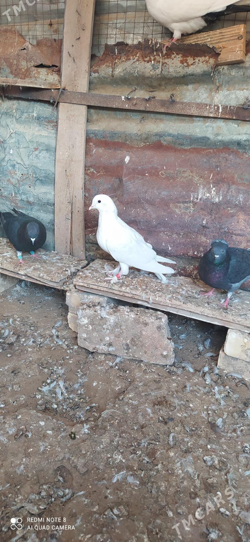 kepderi - Sakarçäge - img 3