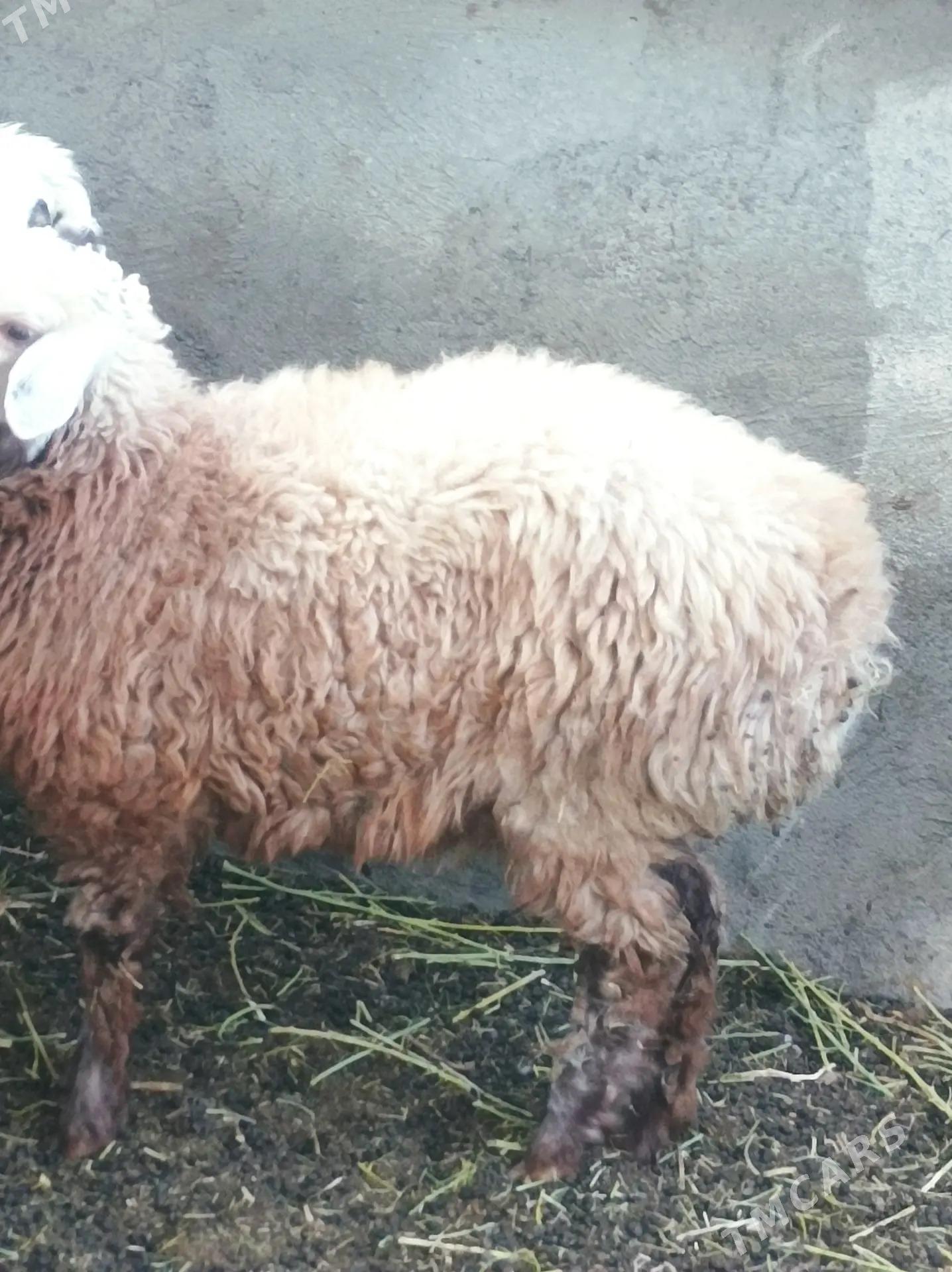 bakylan toklylar - Анев - img 3