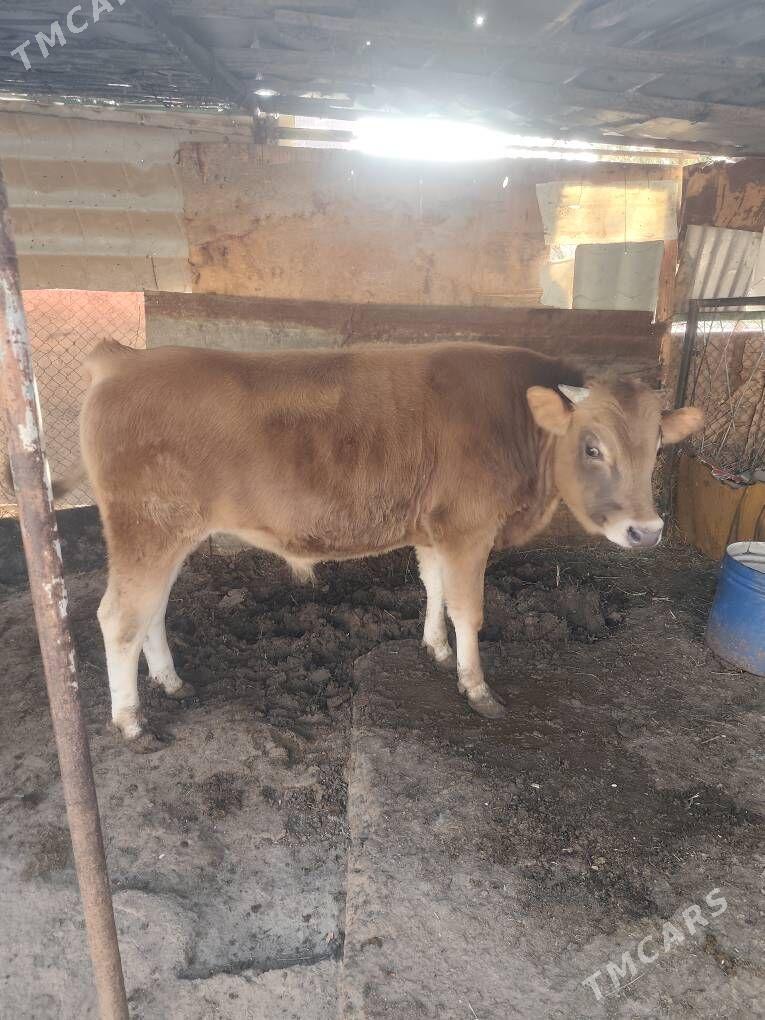 Ökuz - Бузмеин - img 3