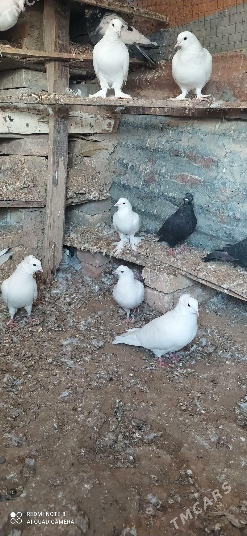 kepderi - Sakarçäge - img 4