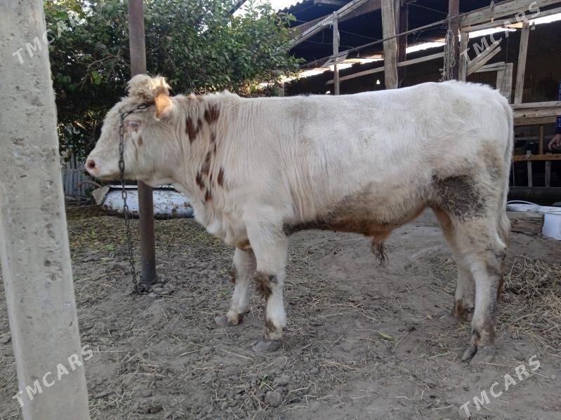 simtal òkúz - Gypjak - img 4