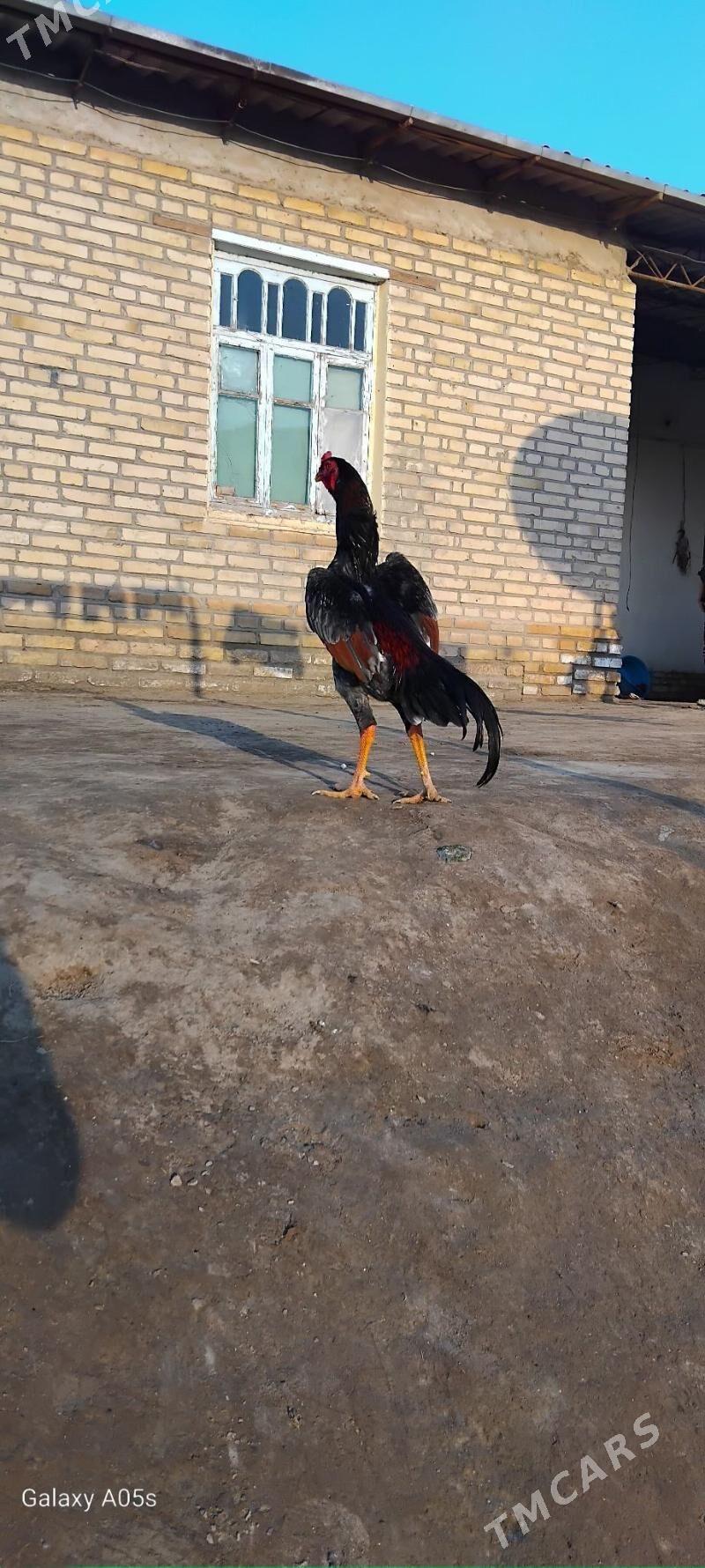 horaz - Kerki - img 3