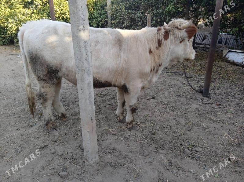 simtal òkúz - Gypjak - img 7