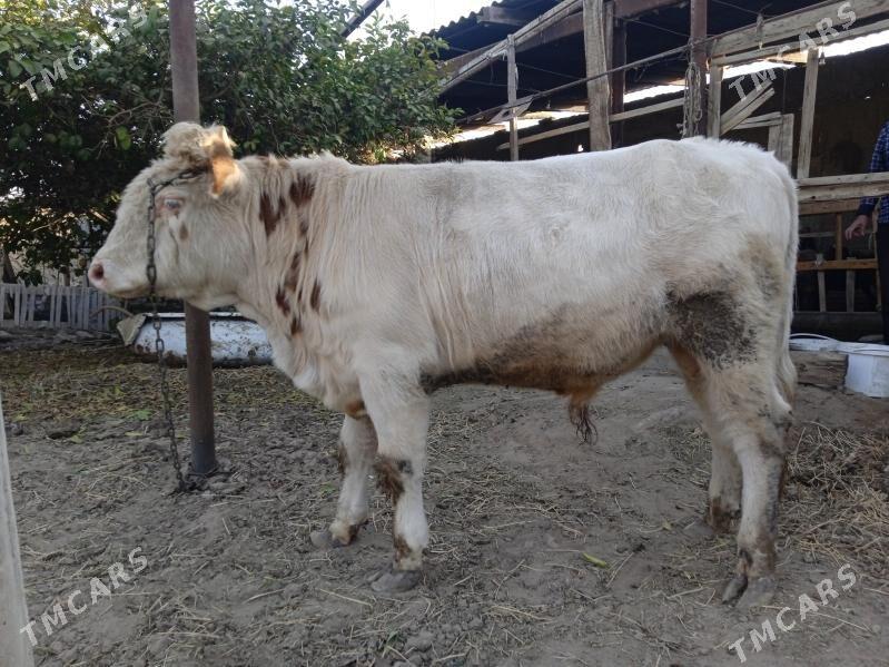 simtal òkúz - Gypjak - img 2