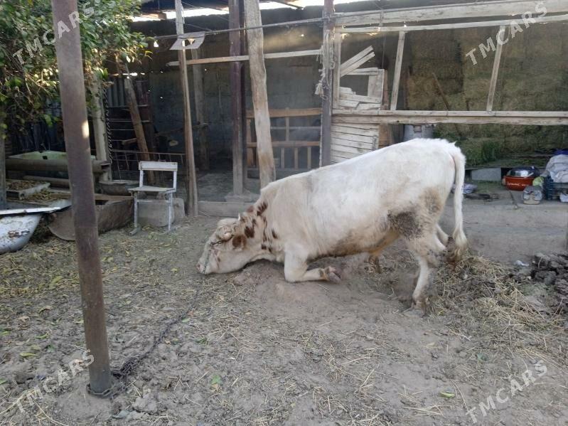 simtal òkúz - Gypjak - img 5