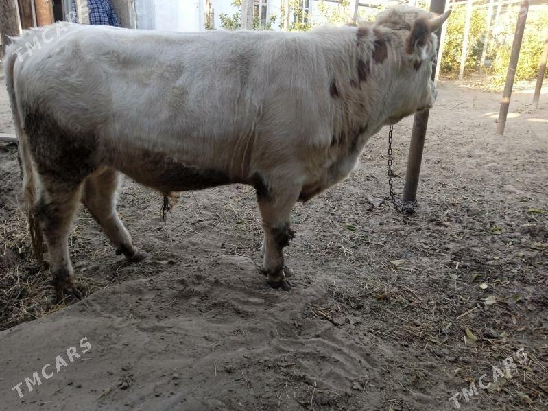 simtal òkúz - Gypjak - img 6