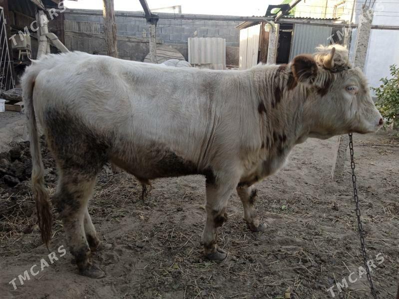 simtal òkúz - Gypjak - img 3