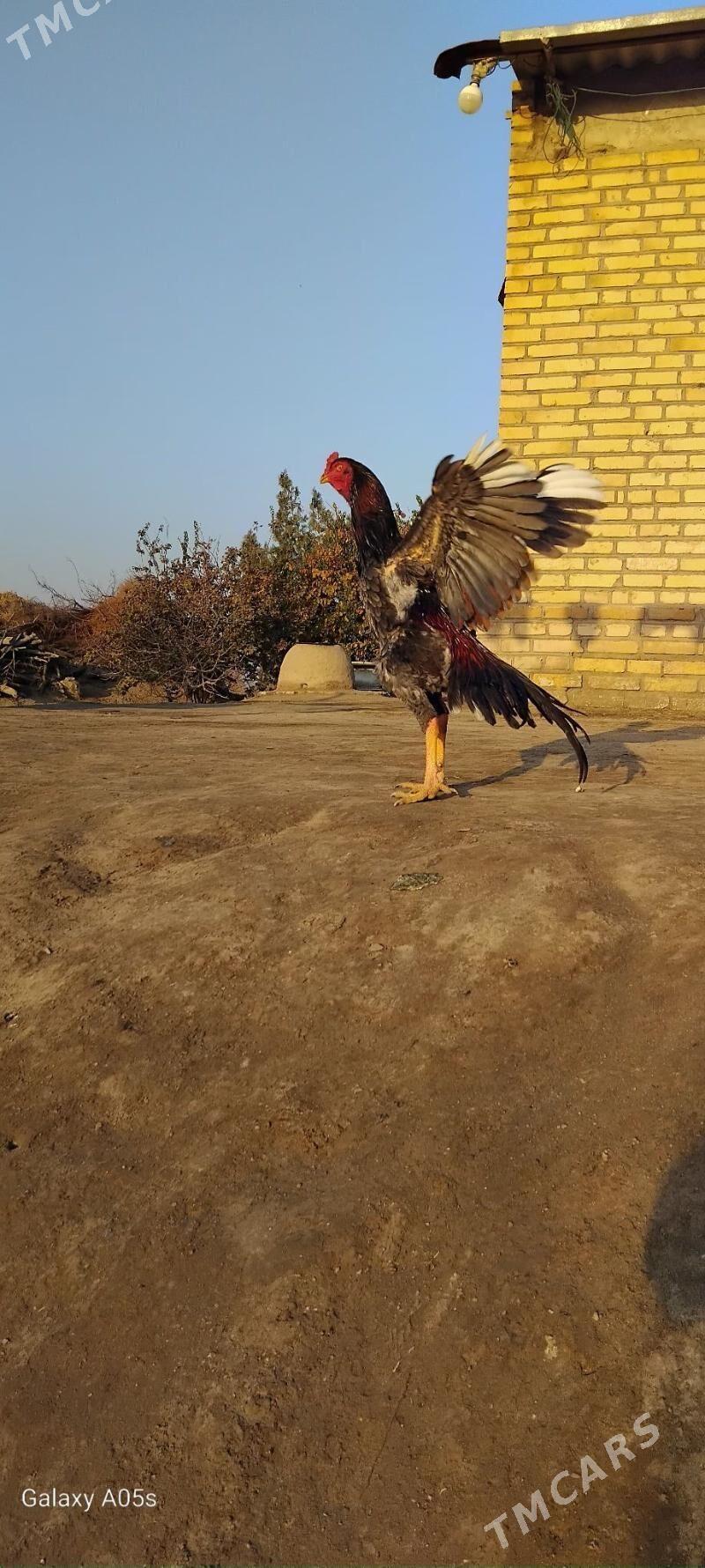 horaz - Kerki - img 2