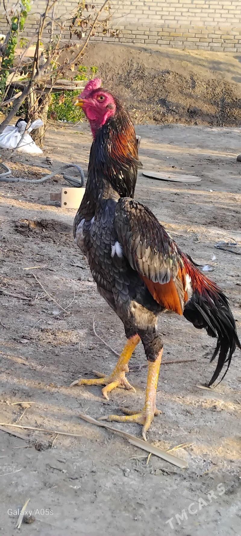 horaz - Kerki - img 5