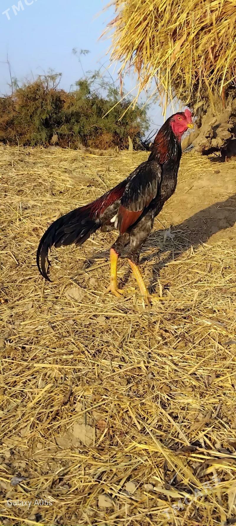 horaz - Kerki - img 6