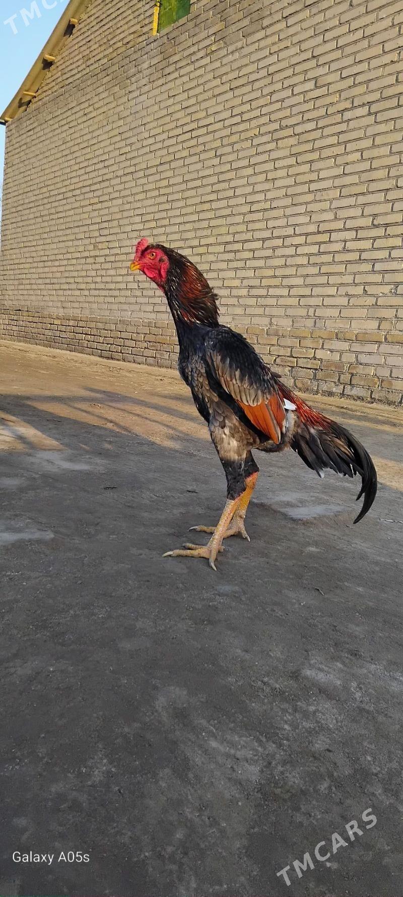 horaz - Kerki - img 4