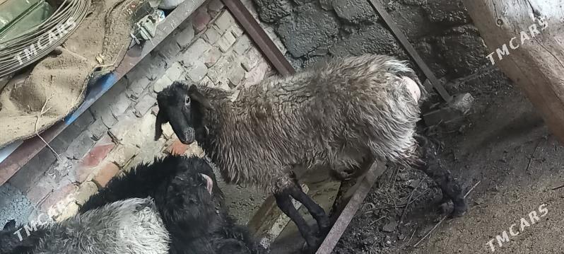 Satlyk tokly - Хитровка - img 3