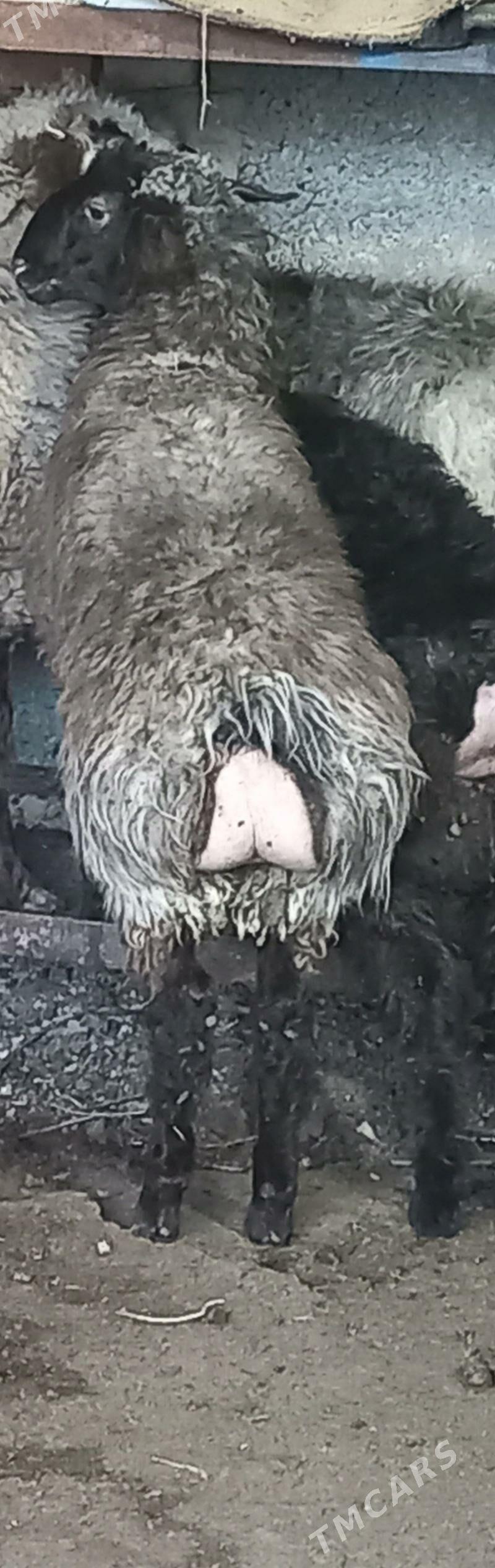 Satlyk tokly - Хитровка - img 2