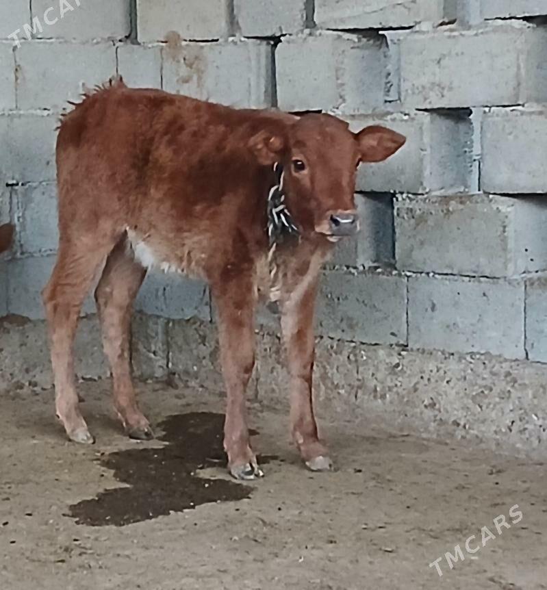 okuz tuwe - Herrikgala - img 5