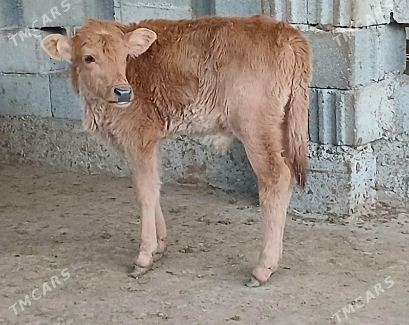 okuz tuwe - Herrikgala - img 6