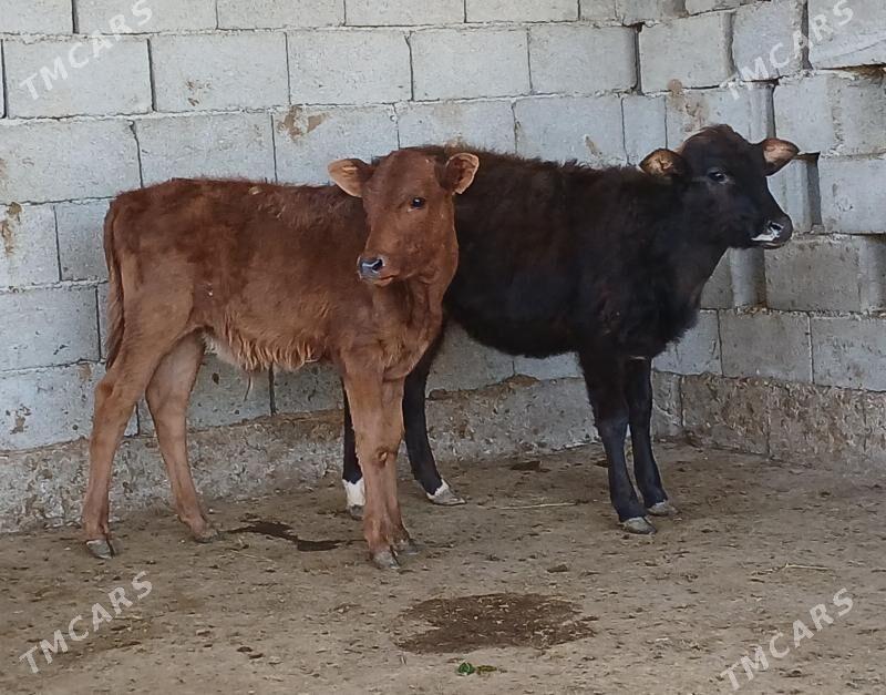 okuz tuwe - Herrikgala - img 2