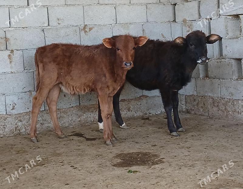 okuz tuwe - Herrikgala - img 1