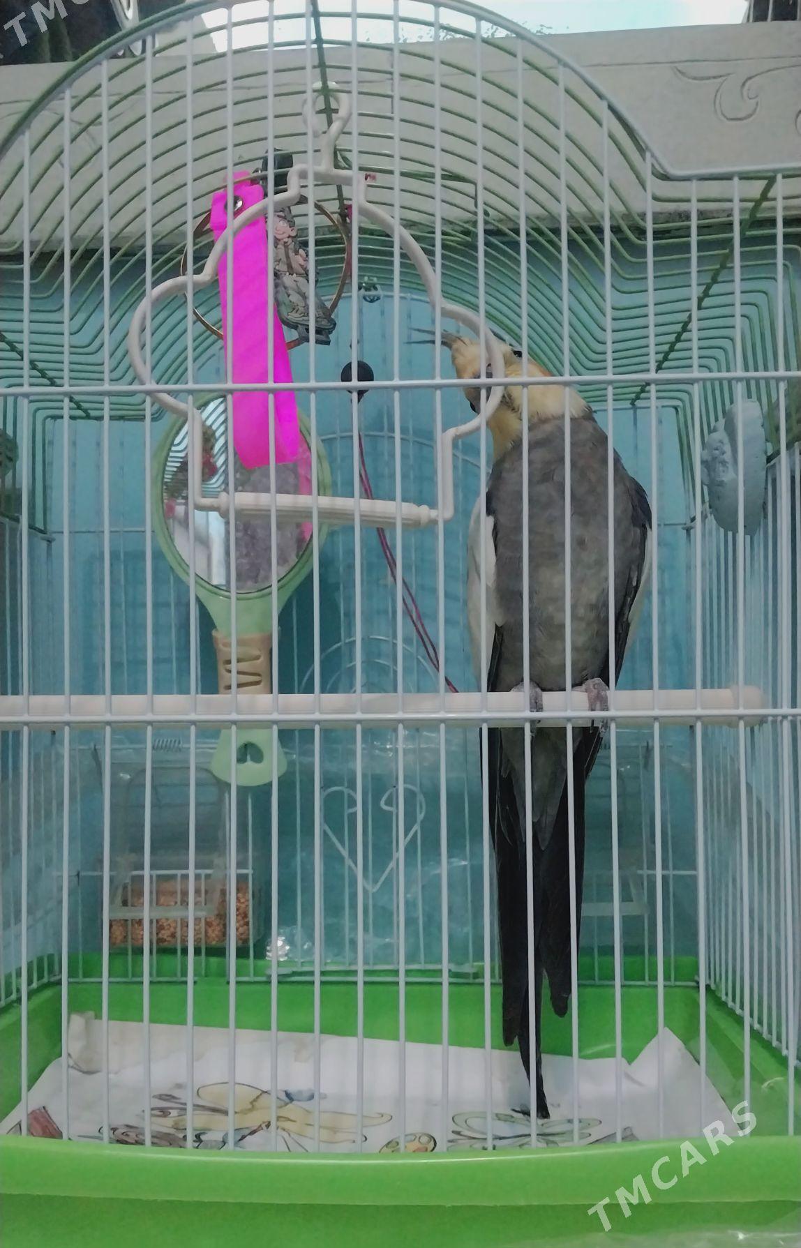 Popugaý gus - Aşgabat - img 2