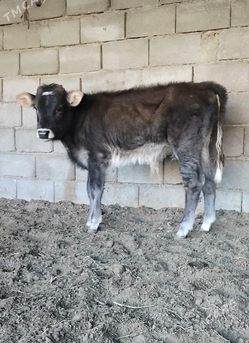 ŠWES OKUZ - Бузмеин - img 2