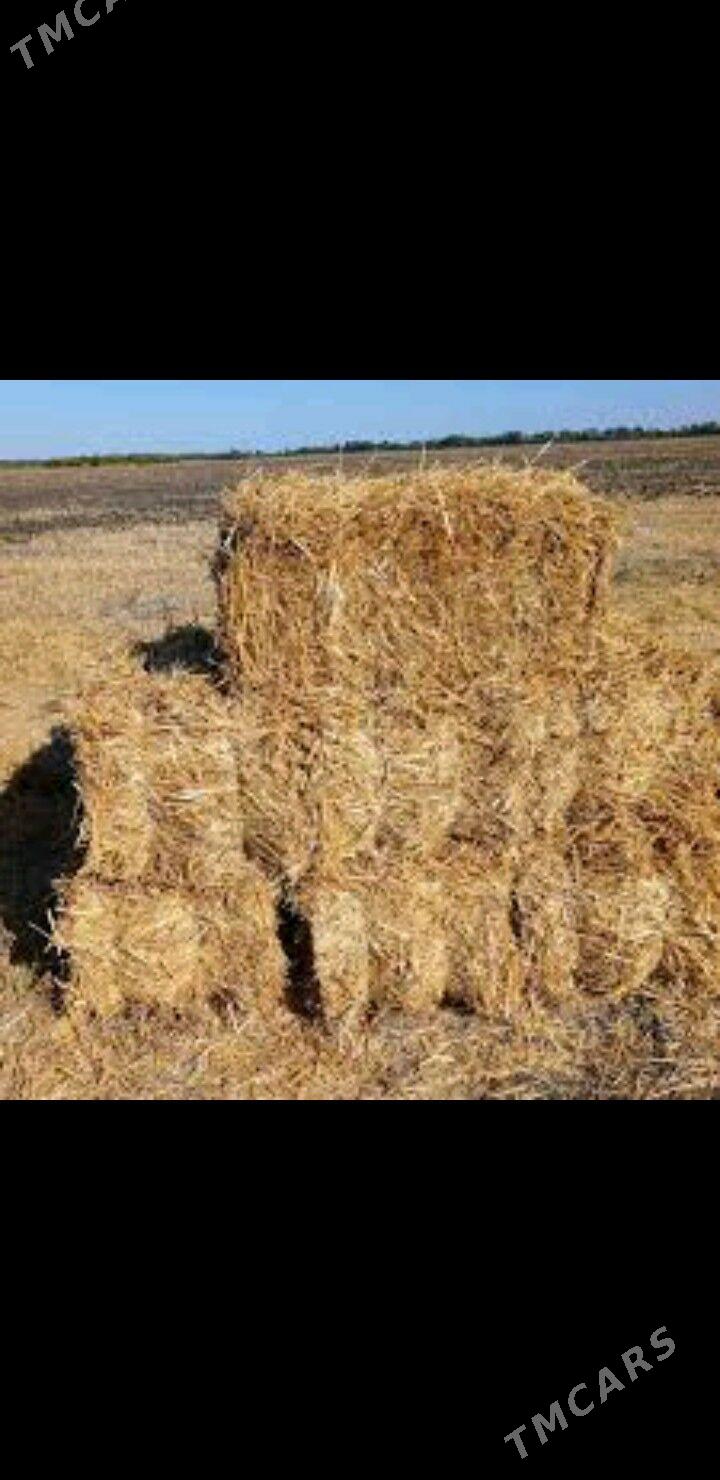 bugday saman - Çärjew - img 2