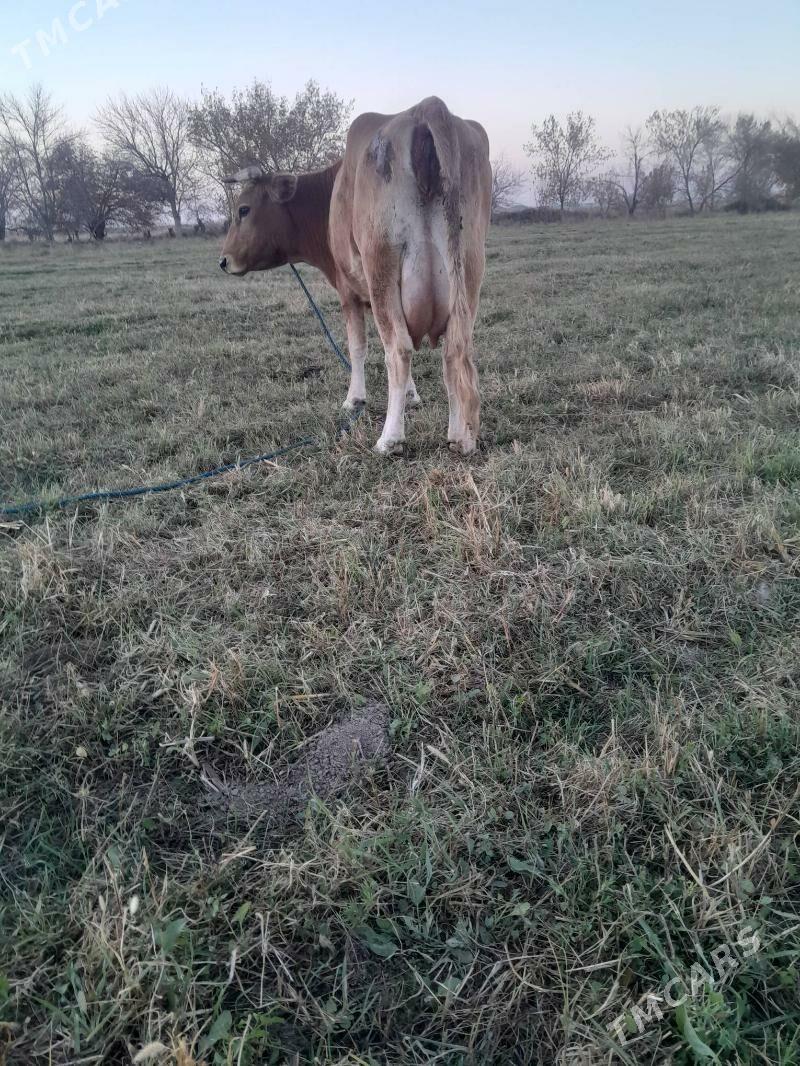 Goleli sygyr - Gökdepe - img 6