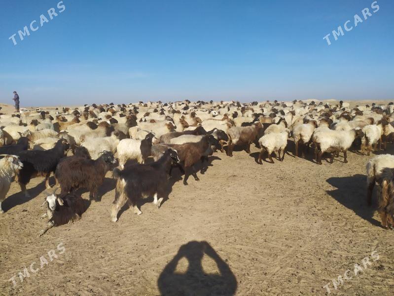 bogaz goyun - Türkmenbaşy - img 2