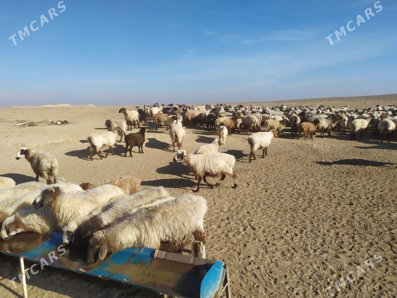 bogaz goyun - Türkmenbaşy - img 3