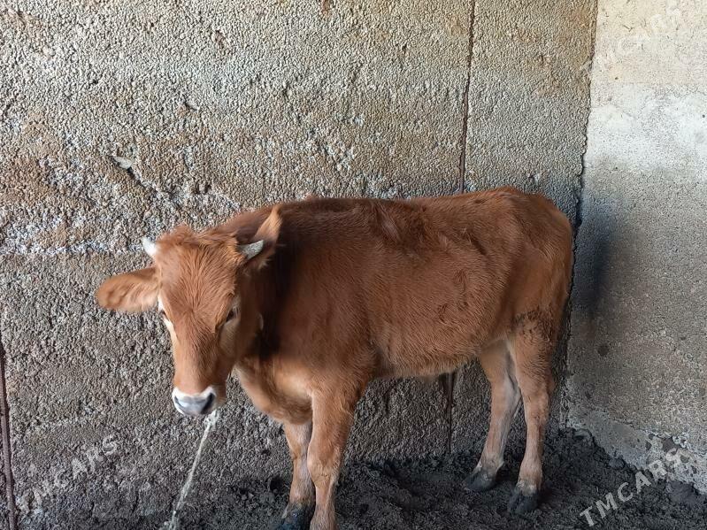 Biçilen okuz - Büzmeýin - img 3