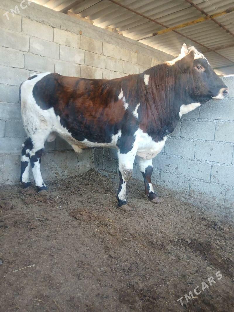 ökiz - Çoganly - img 2