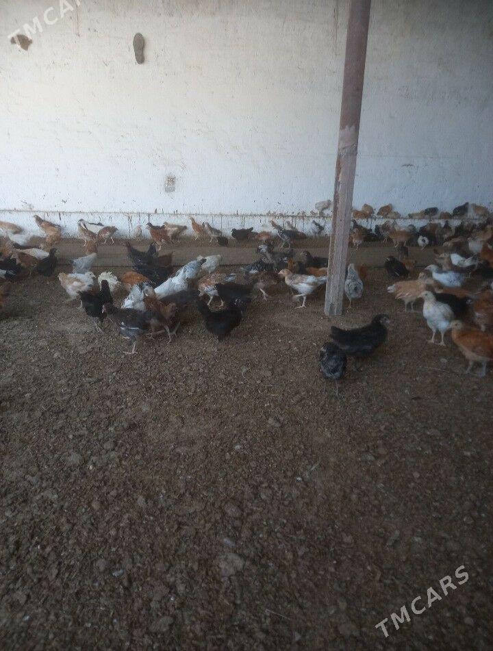 towuk juje - Мары - img 2