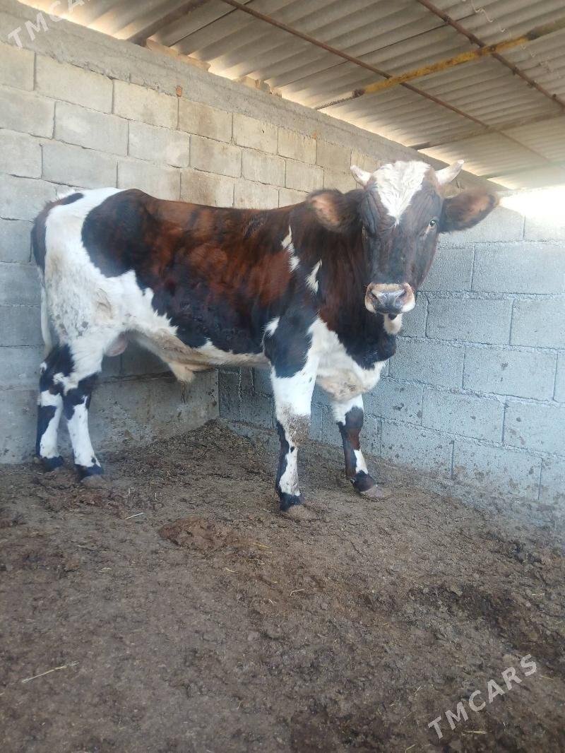 ökiz - Çoganly - img 3