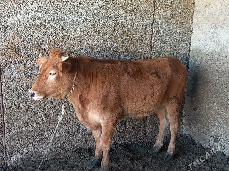 Biçilen okuz - Büzmeýin - img 2