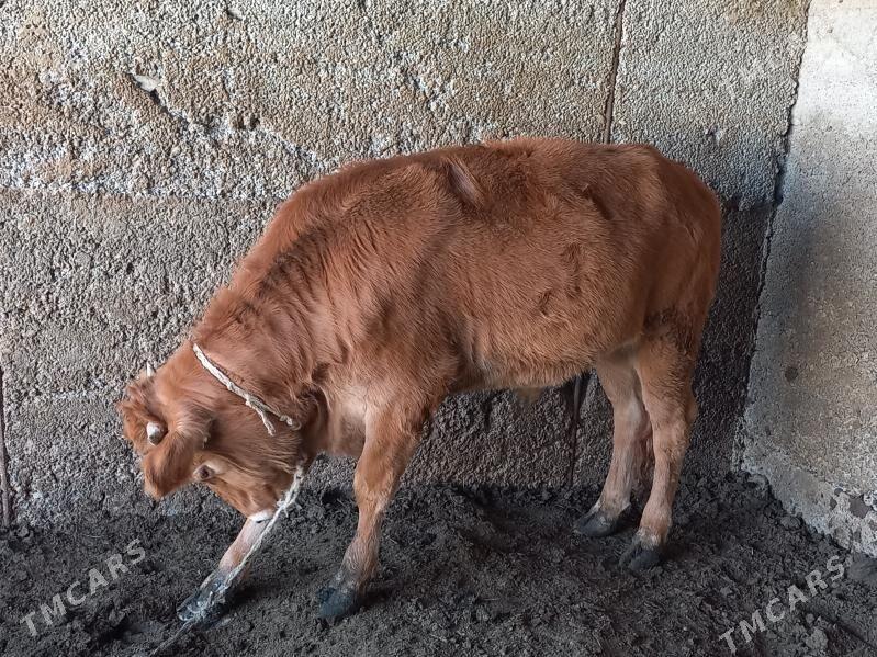 Biçilen okuz - Büzmeýin - img 4