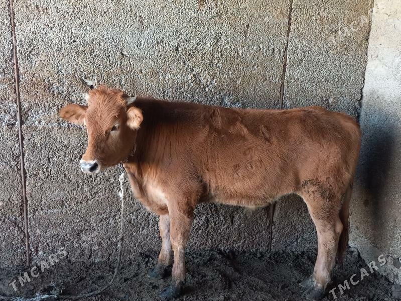 Biçilen okuz - Büzmeýin - img 5