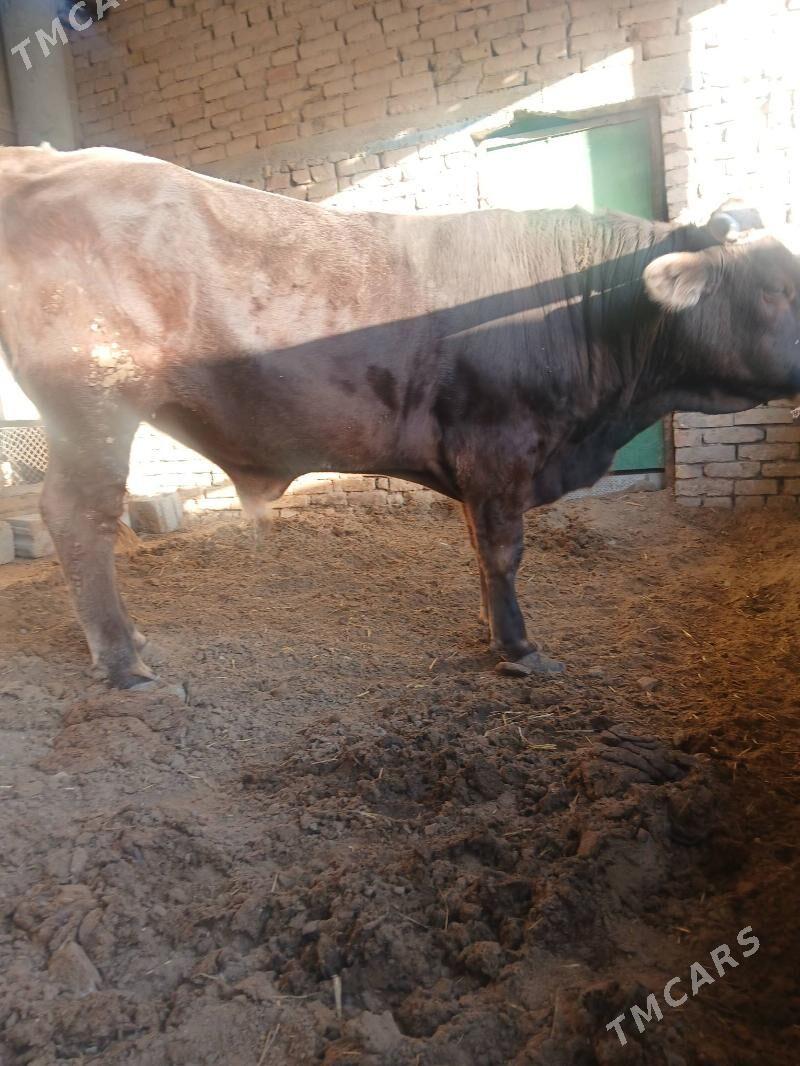 ökiz - Çoganly - img 2