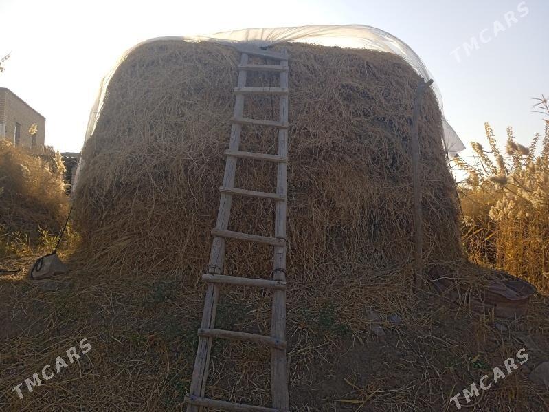 ýorunjo - Байрамали - img 2