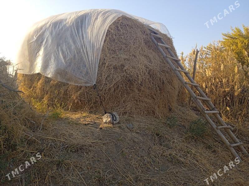 ýorunjo - Байрамали - img 3