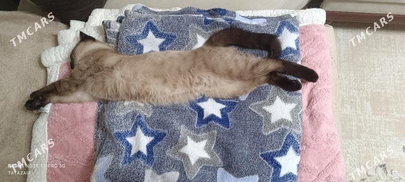 сиамский котенок - Хитровка - img 2