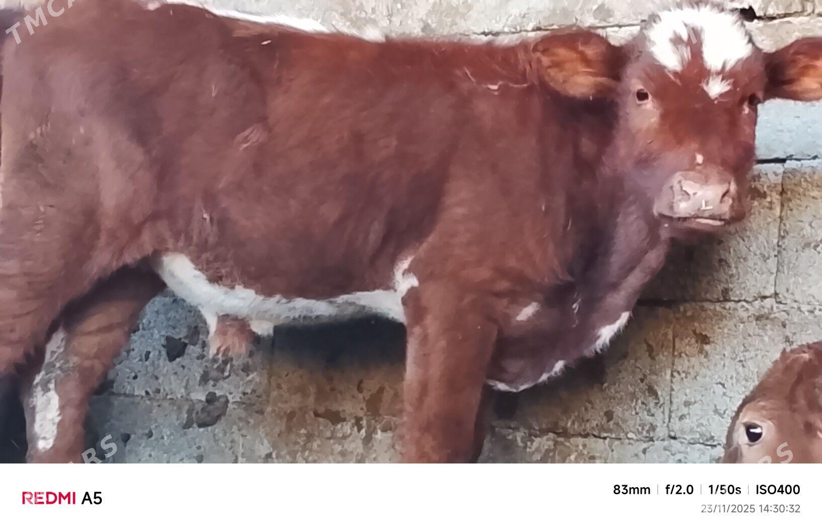 ökiz - Büzmeýin - img 2