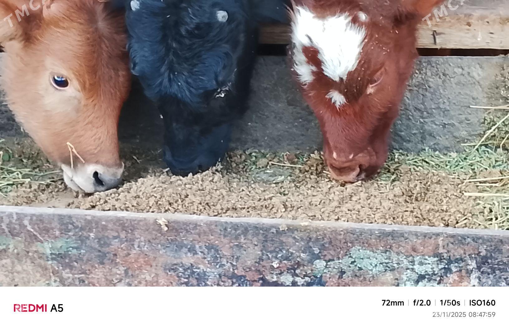 ökiz - Büzmeýin - img 4